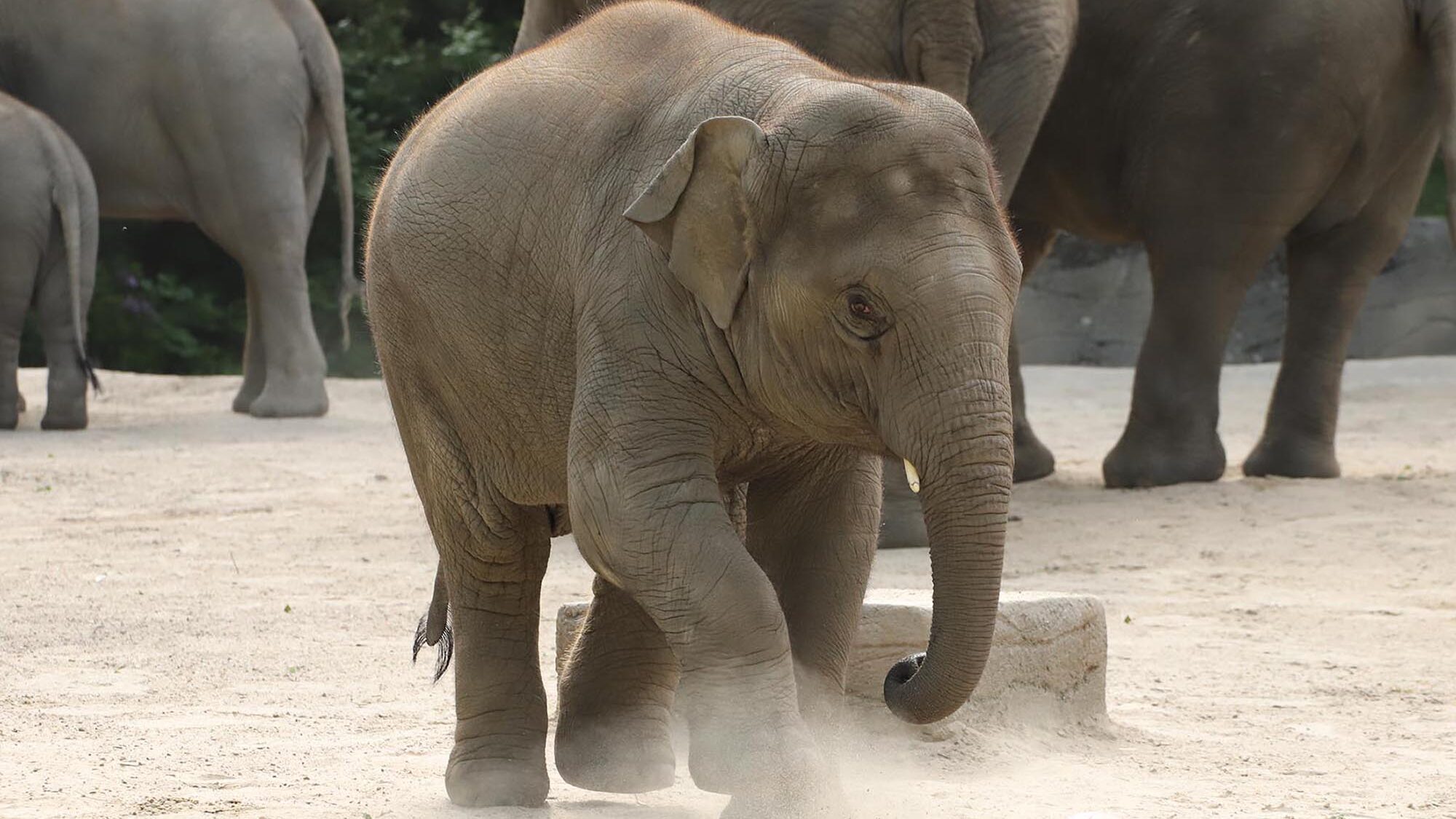 Yashoda, a 42-year-old football-loving elephant at the Hagenbeck Zoo in Germany. (Hagenbeck Zoo/GZenger News)