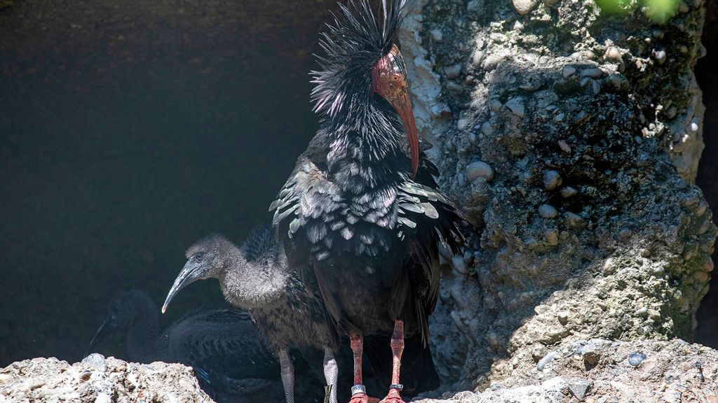 A northern bald ibis with offspring in the Zurich Zoo in Switzerland. (Zoo Zurich, Enzo Franchini/Zenger News)
