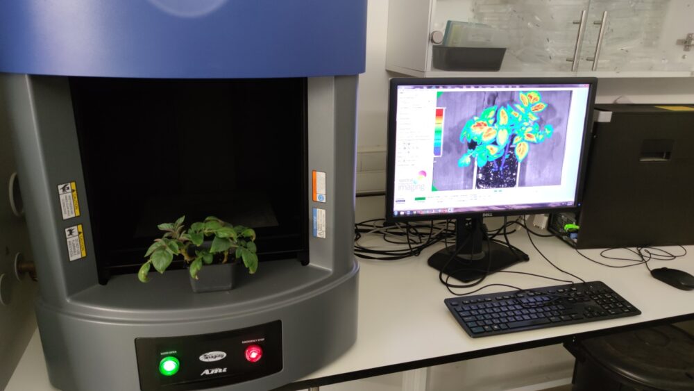 Spudtacular Breakthrough Stress Tests For Potatoes Mean Better Crops Floridasunreview
