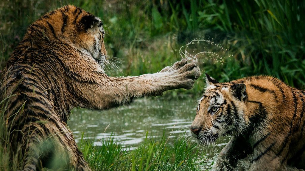 On International Tiger Day 2021, a slew of Bollywood celebrities, including Randeep Hooda, Dia Mirza, and Raveena Tandon, spoke out on social media about tiger conservation. (Frida Bredesen/Unsplash)