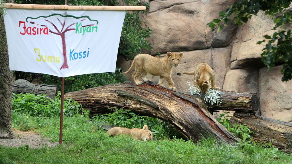 Lion cubs Juma, Jasira, Kossi and Kiyan from the Leipzig Zoo in Germany. (Zoo Leipzig/Zenger)