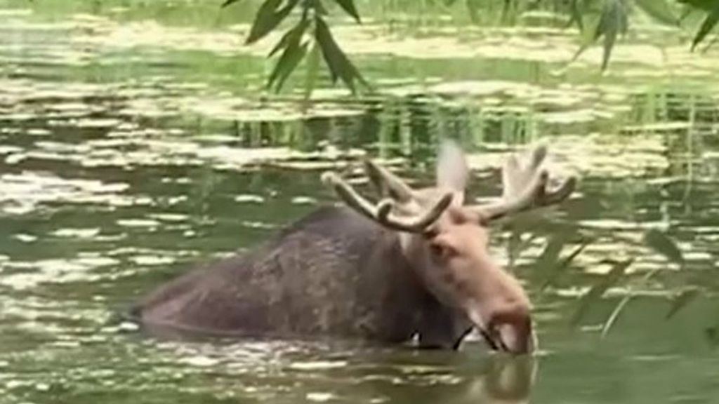 A moose was spotted swimming in a pond in Sokolniki Park in Moscow, Russia on July 11. (@ksenechka_zhu/Zenger)