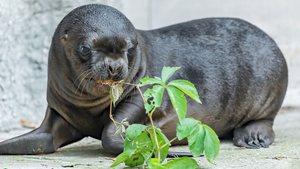 The sea lion pup born at the zoo in Vienna, Austria, on July 19 is only recently venturing outdoors. (Daniel Zupanc/Zenger)