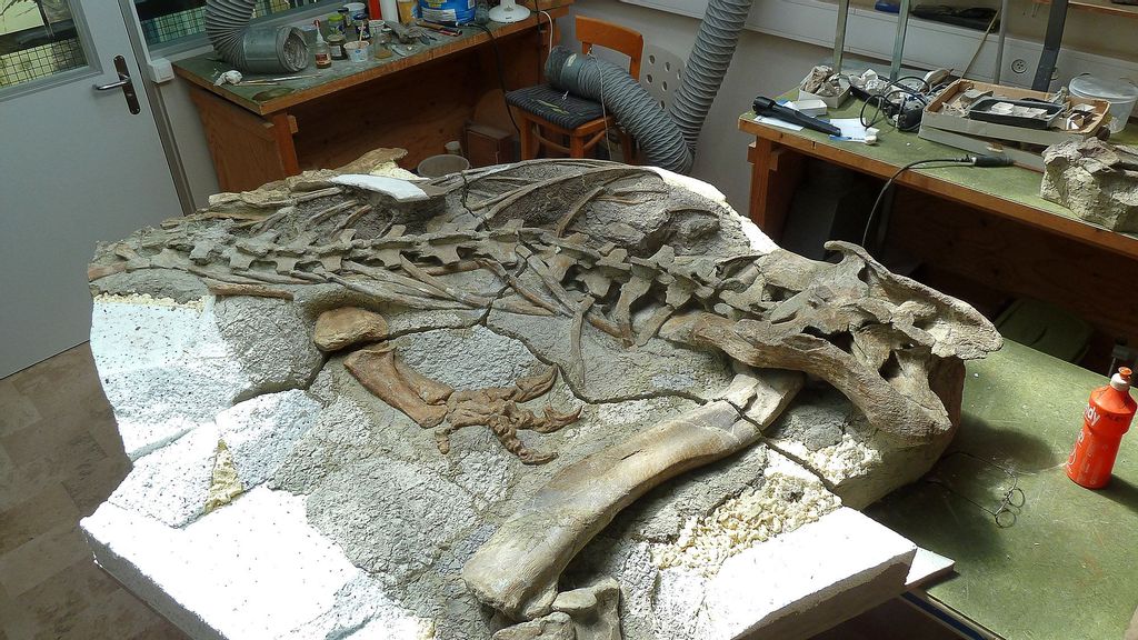 Remains of the Plateosaurus specimens Emil and Emily, discovered at an excavation site in Switzerland, will now be exhibited in Germany. (Dinosaurier-Park Munchehagen/Zenger)