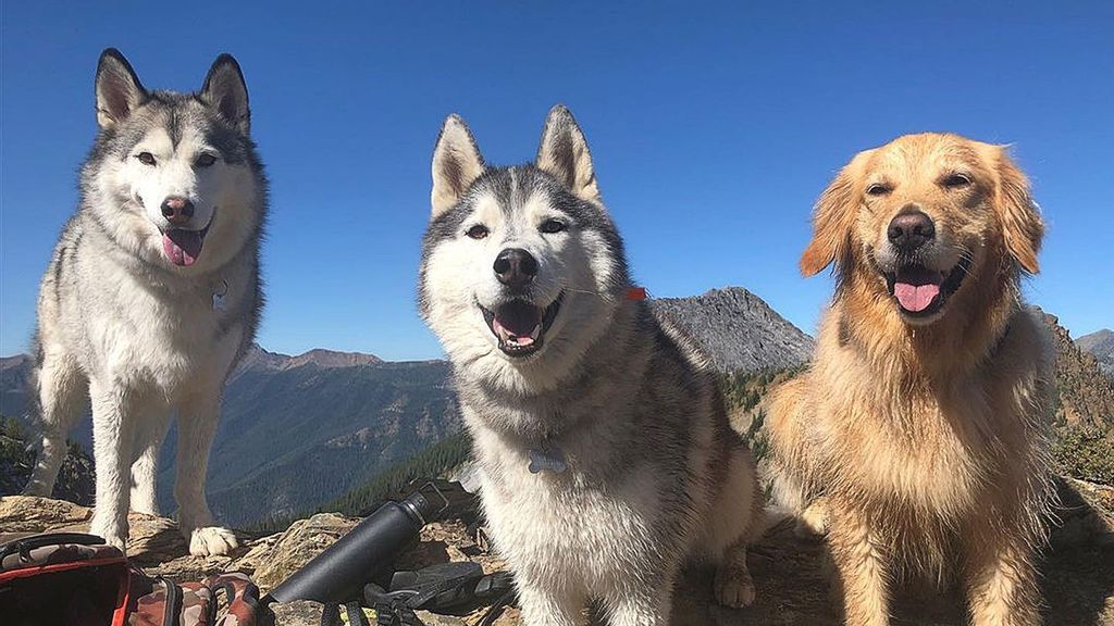 The “singing” Husky siblings and the Golden Retriever that puts up with them. (@chrisboudens/Zenger News)