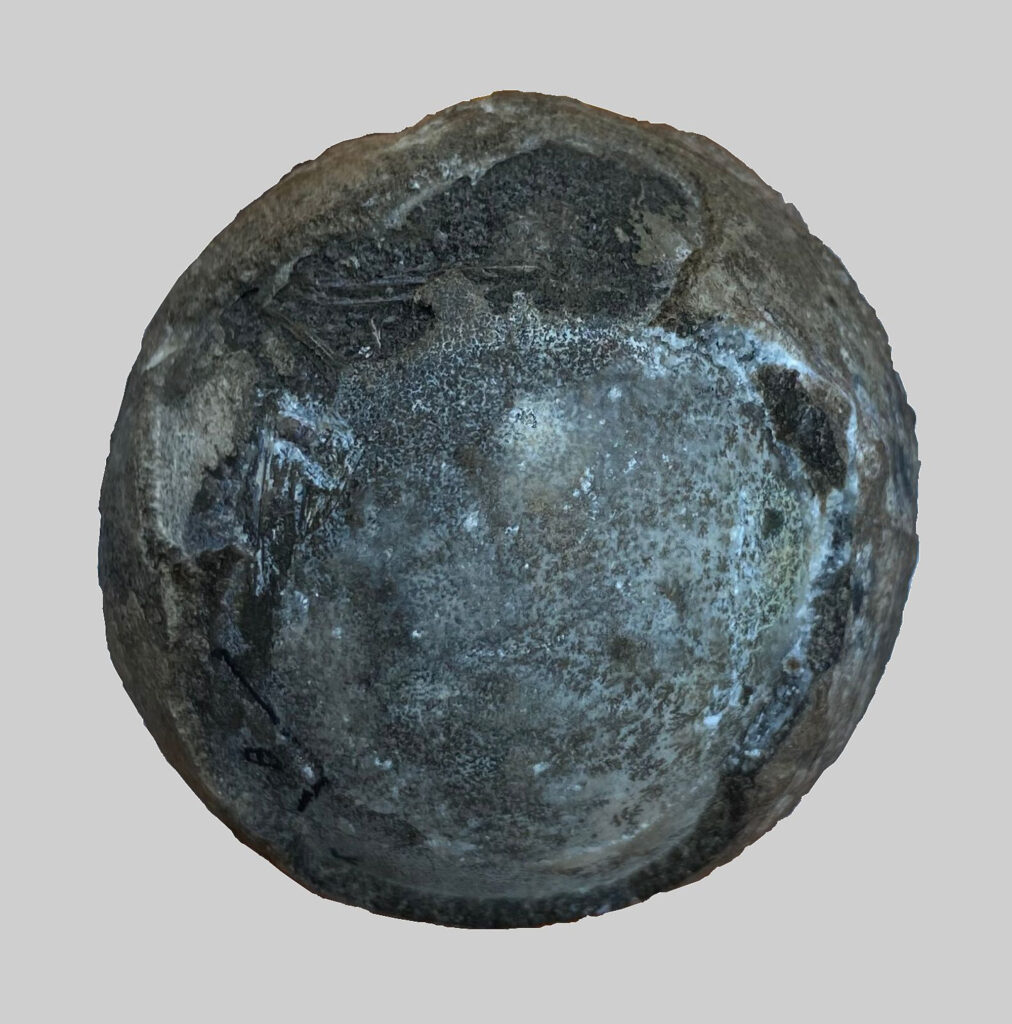 This tennis-ball-sized fossilized turtle egg, containing an almost fully developed embryo, was unearthed in east-central China. (Yuzheng Ke/Zenger)