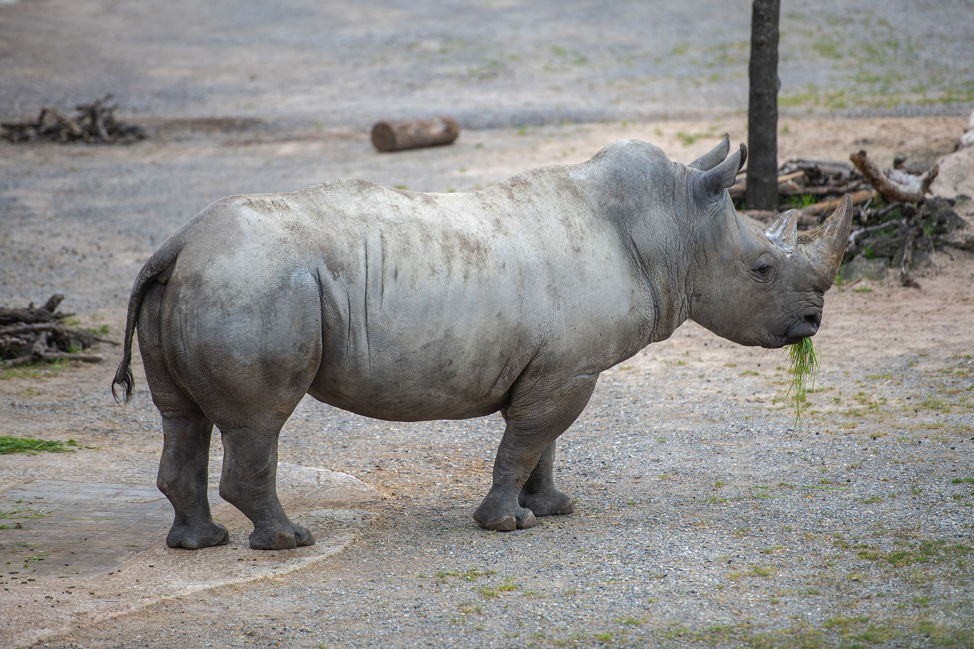 Twelve-year-old white rhino Kimba was brought to the Zurich Zoo in Switzerland to breed and help ensure continuation of the species. (Zoo Zurich, Pascal Marty/Zenger)