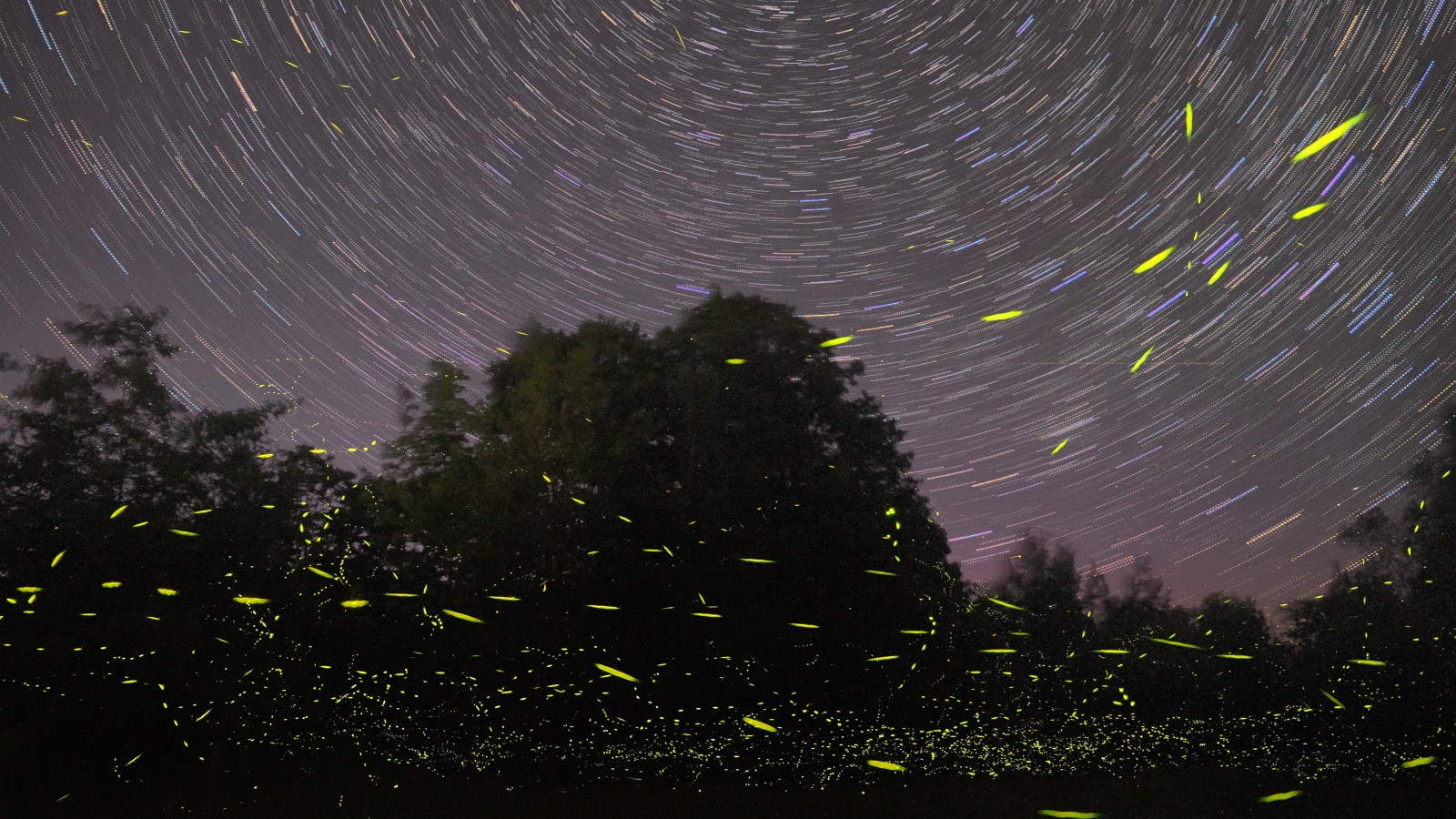 While researchers couldn’t prove that fireflies have developed a special defense mechanism specifically for bats, they believe that the ultrasonic sounds serve as a warning signal. (Mike Lewinski/Unsplash)