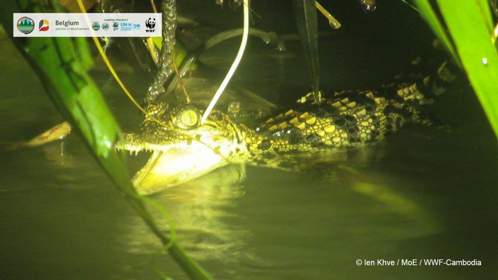 An extremely rare Siamese crocodile captured on video in the Srepok wilderness area of Cambodia this year. (Ien Khve, MoE, WWF-Cambodia/Zenger)