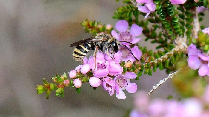 L. gracilipes is one of the species assessed as vulnerable in a report that investigated the damages caused by the 2019-2020 Australian brushfires. (Courtesy of Ken Walker/iNaturalist Australia) 